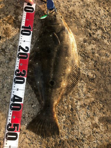 ヒラメの釣果