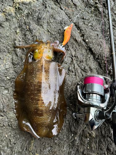 アオリイカの釣果