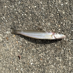 シロギスの釣果