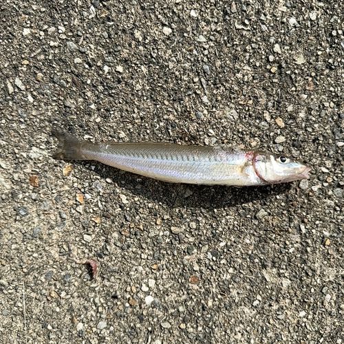 シロギスの釣果