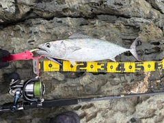 ハガツオの釣果