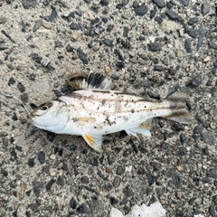 コトヒキの釣果