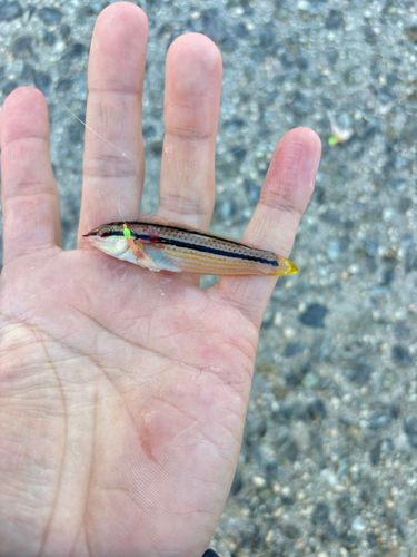 キュウセンの釣果