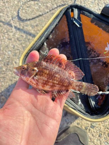 オハグロベラの釣果