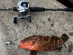 キジハタの釣果