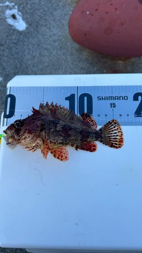 ヨロイメバルの釣果