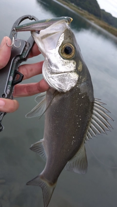 セイゴ（ヒラスズキ）の釣果