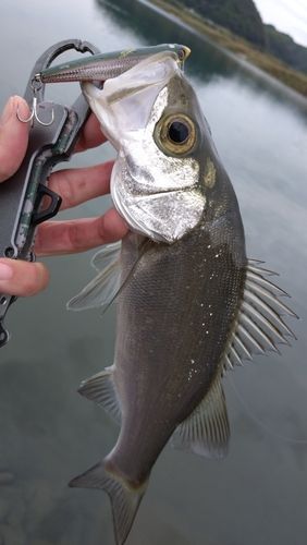 セイゴ（ヒラスズキ）の釣果