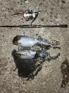 アオリイカの釣果