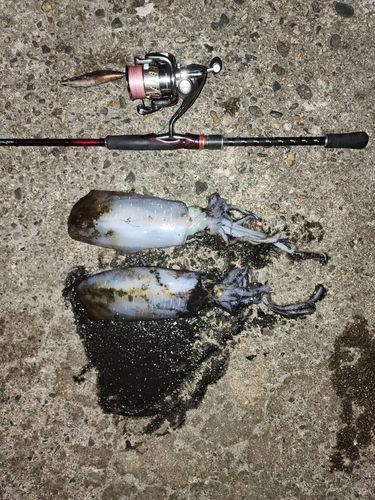 アオリイカの釣果