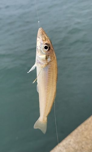 シロギスの釣果