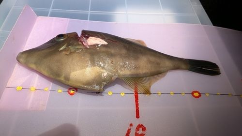 カワハギの釣果