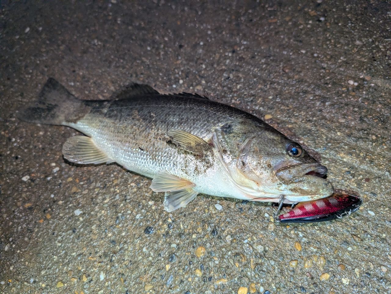 ZENAQ スピラド ブラッカート B3-70の最安値・インプレ・釣果 | 本音の