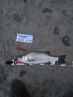 ヒラスズキの釣果