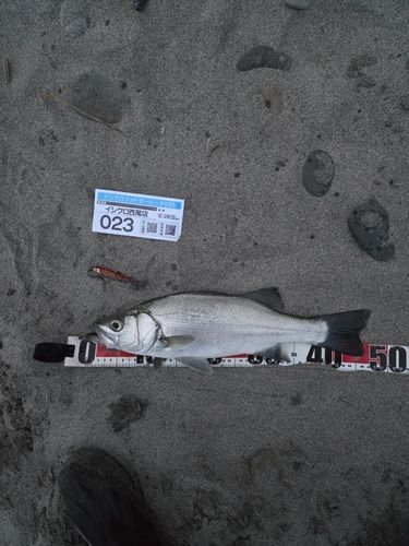 ヒラスズキの釣果