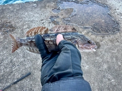 アイナメの釣果