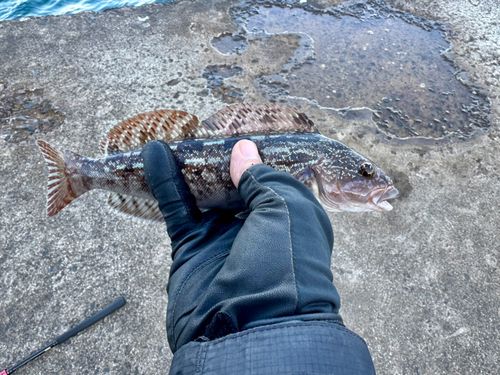 アイナメの釣果