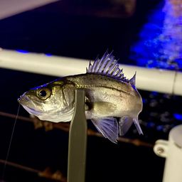 セイゴ（ヒラスズキ）