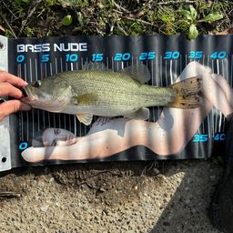 ラージマウスバス