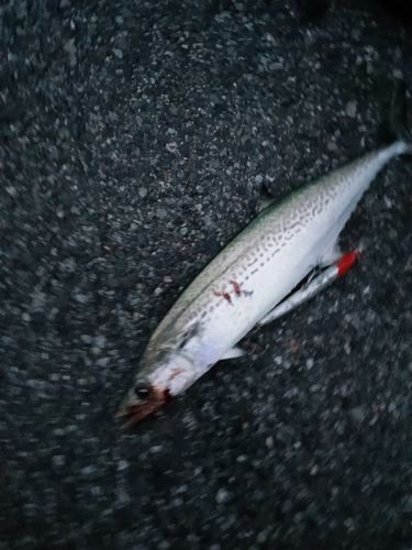 サゴシの釣果