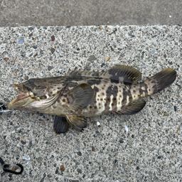 チャイロマルハタ