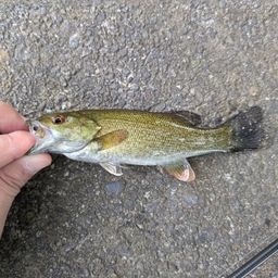 スモールマウスバス