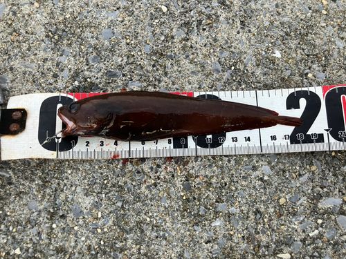 志海苔漁港（銭亀）