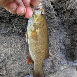 スモールマウスバス