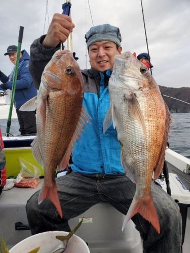 マダイの釣果