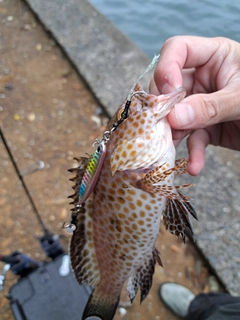 オオモンハタの釣果