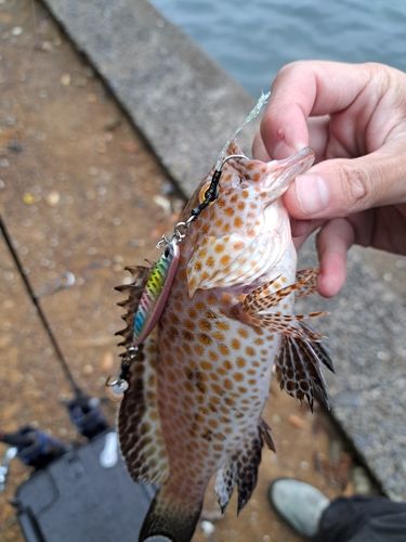 オオモンハタの釣果