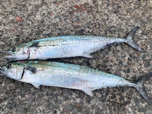 サゴシの釣果