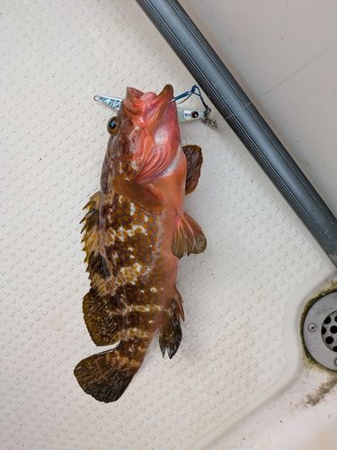 キジハタの釣果