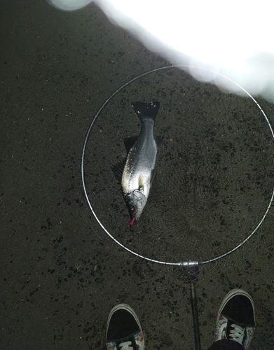 セイゴ（マルスズキ）の釣果