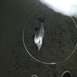 セイゴ（マルスズキ）