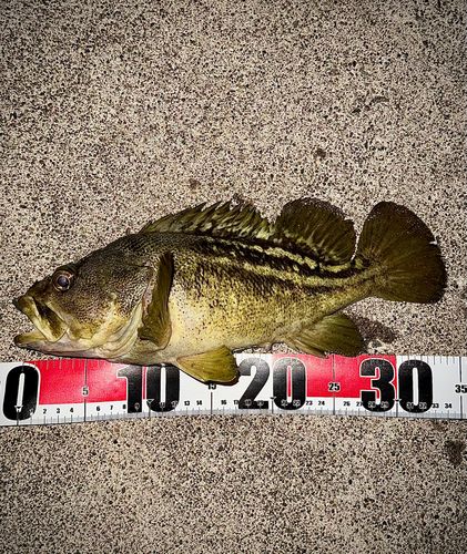 シマソイの釣果