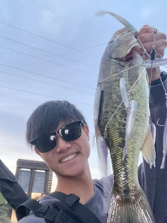 ラージマウスバスの釣果