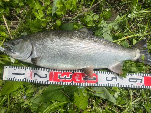 赤川下流（山形）