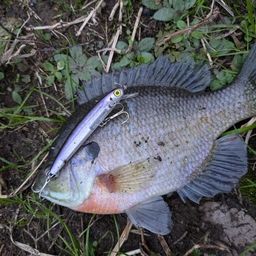 ブルーギル
