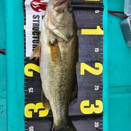 ラージマウスバス