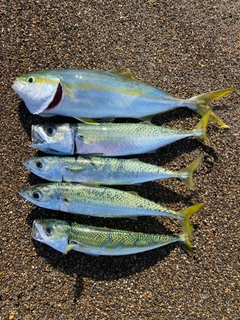 サバの釣果