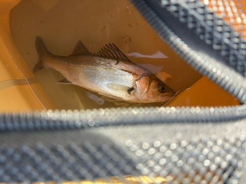 セイゴ（マルスズキ）の釣果