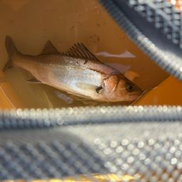 セイゴ（マルスズキ）