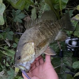 スモールマウスバス