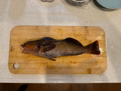 アイナメの釣果