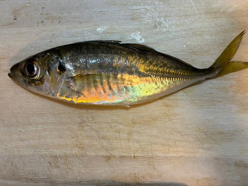 本牧海づり施設