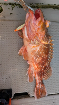 ウッカリカサゴの釣果