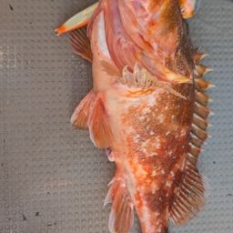 ウッカリカサゴ