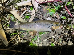 ブラウントラウトの釣果