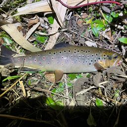 ブラウントラウト